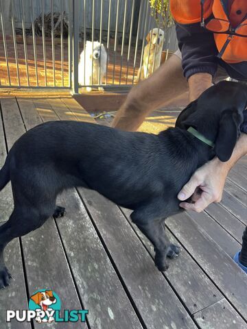 WEIMADOR Puppy (Female)