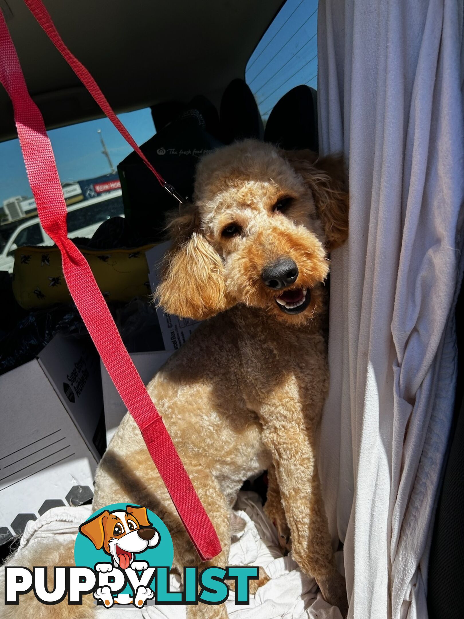 Miniature poodle for stud ( not for sale)