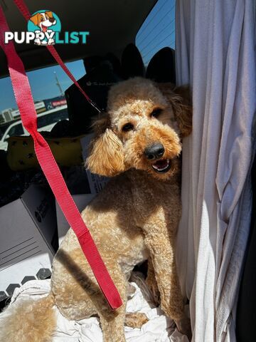 Miniature poodle for stud ( not for sale)