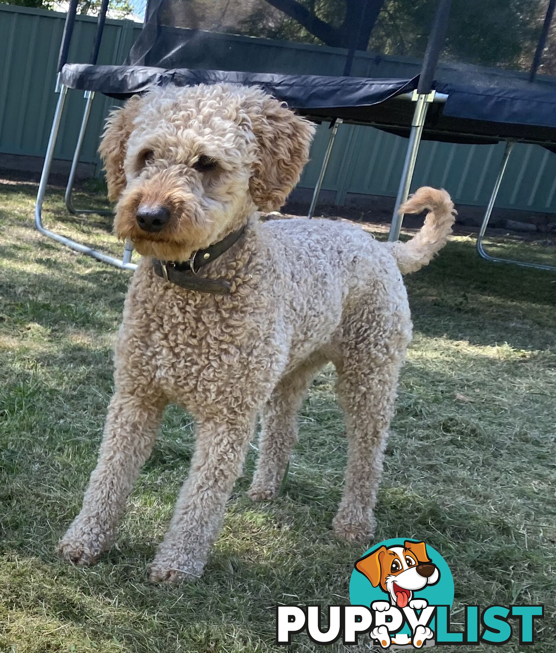 Miniature poodle for stud ( not for sale)