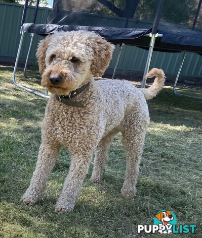 Miniature poodle for stud ( not for sale)