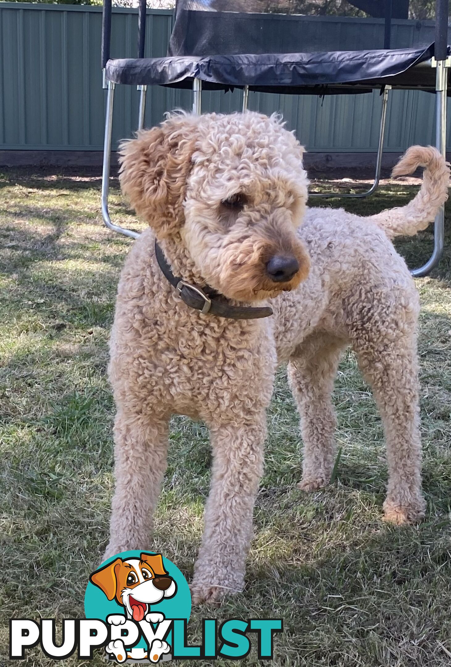 Miniature poodle for stud ( not for sale)