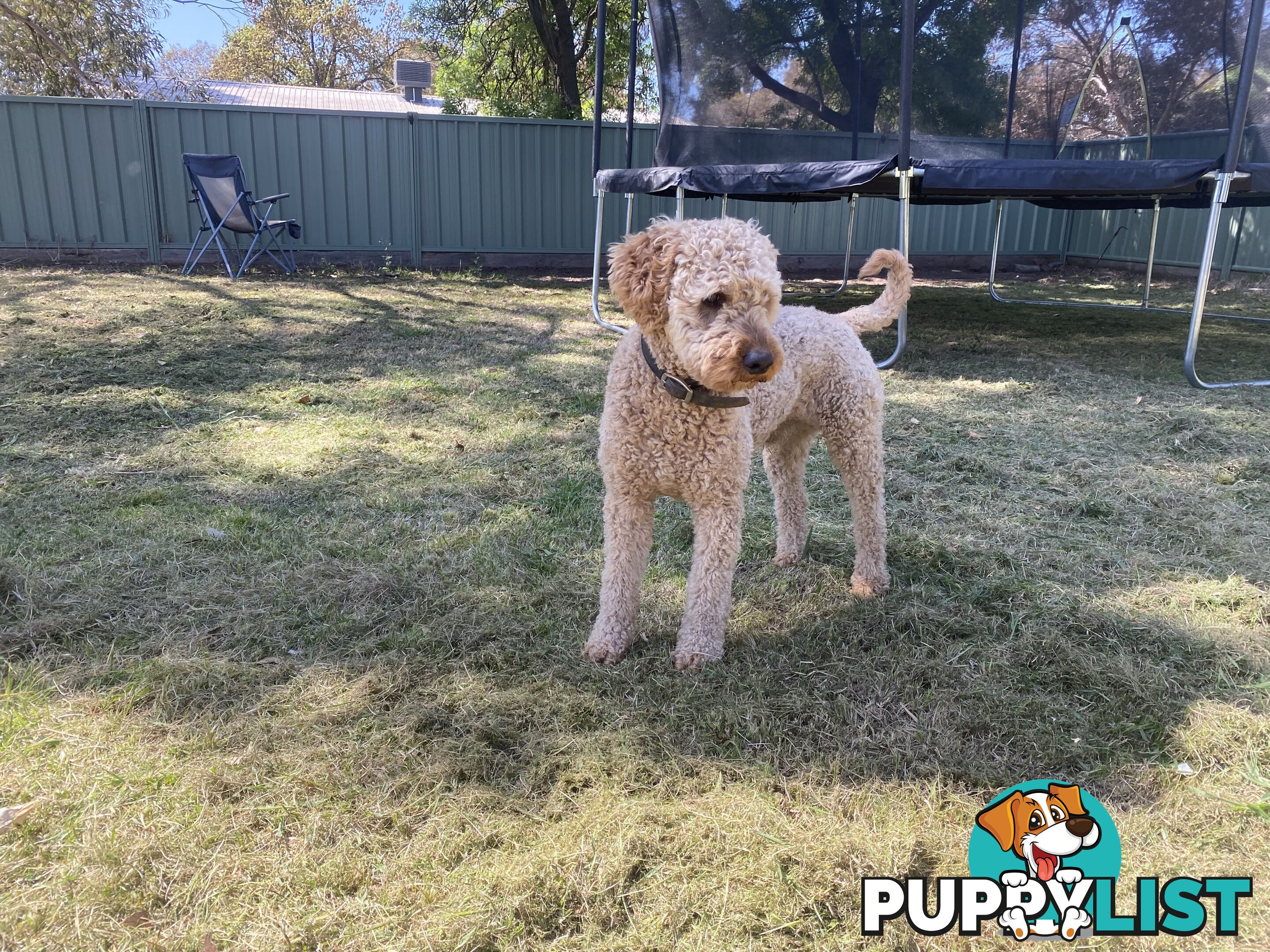Miniature poodle for stud ( not for sale)