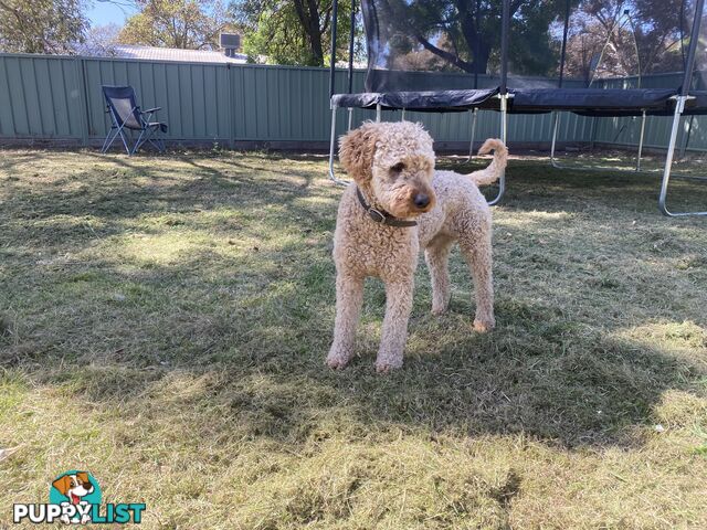 Miniature poodle for stud ( not for sale)