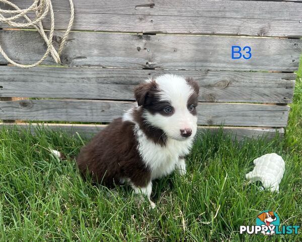 Long Haired Border Collie Puppies