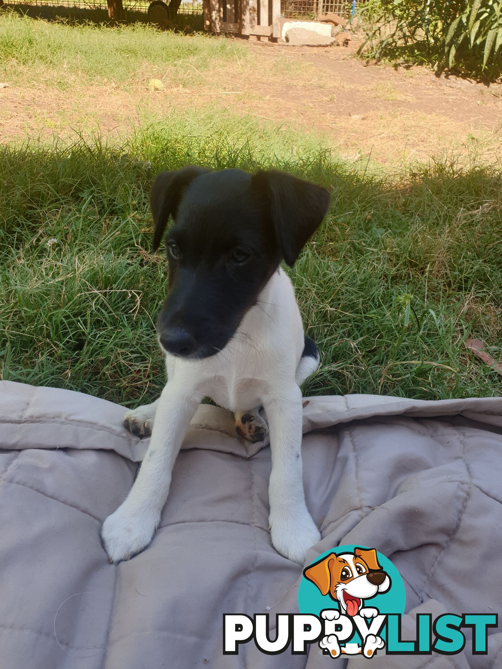 Three Fox Terrier Puppies- Black and white. Smooth hair