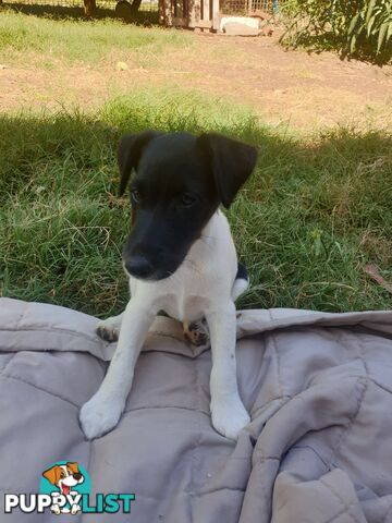 Three Fox Terrier Puppies- Black and white. Smooth hair