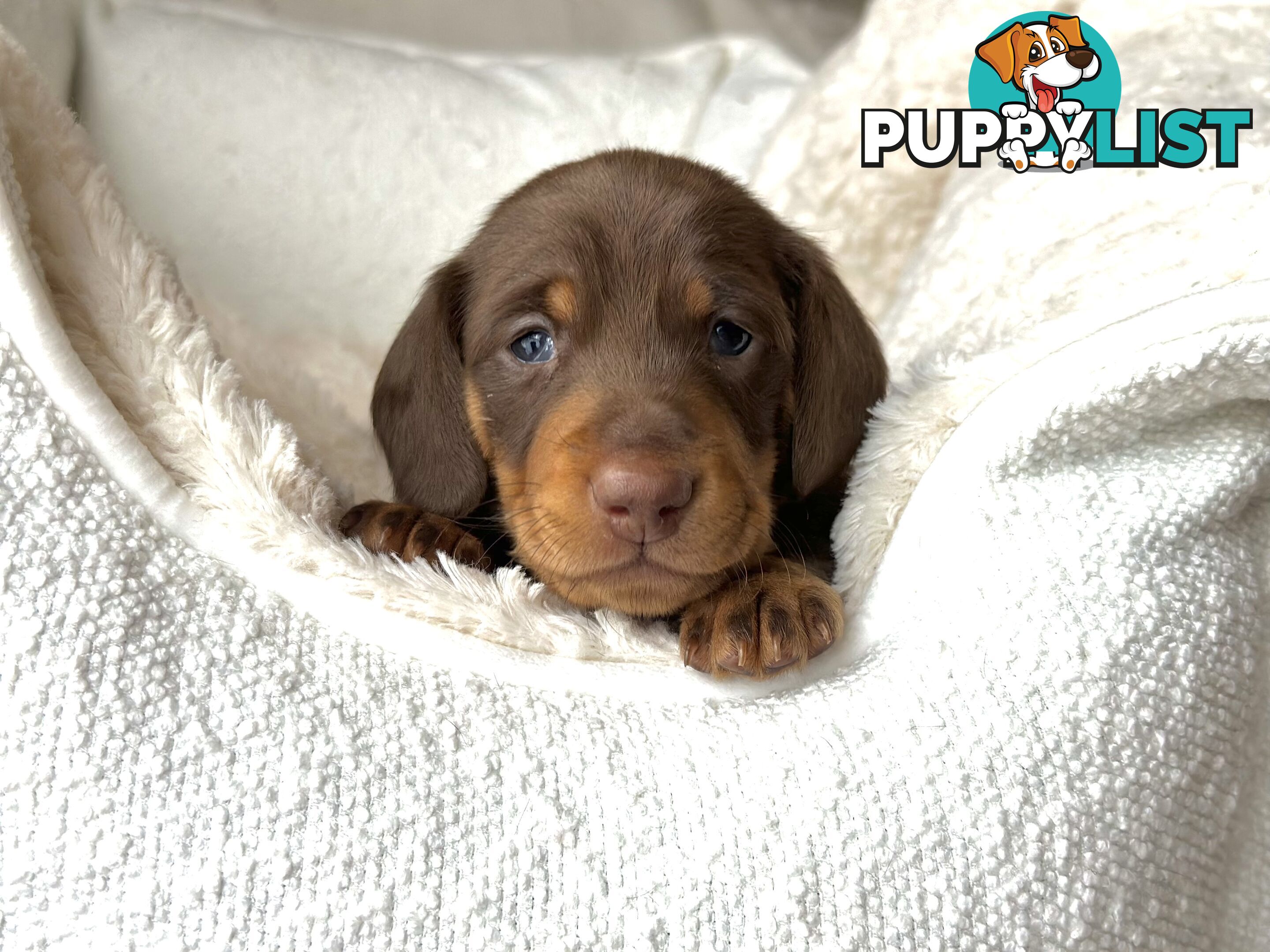 Chocolate and Tan Miniature Dachshund puppy