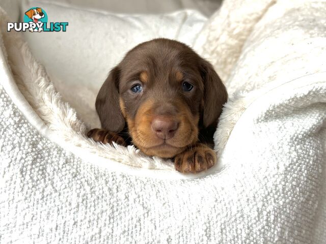 Chocolate and Tan Miniature Dachshund puppy