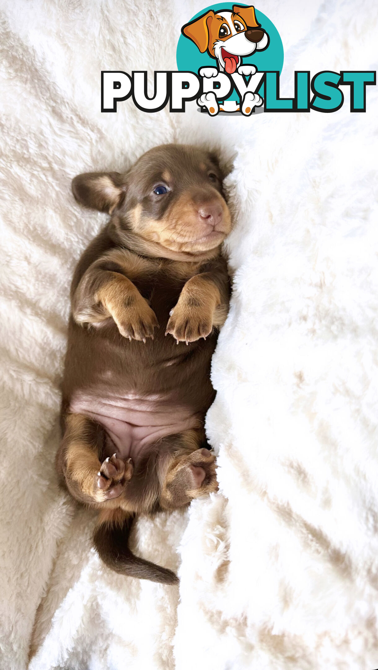 Chocolate and Tan Miniature Dachshund puppy