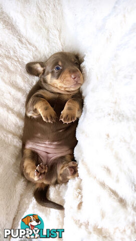 Chocolate and Tan Miniature Dachshund puppy