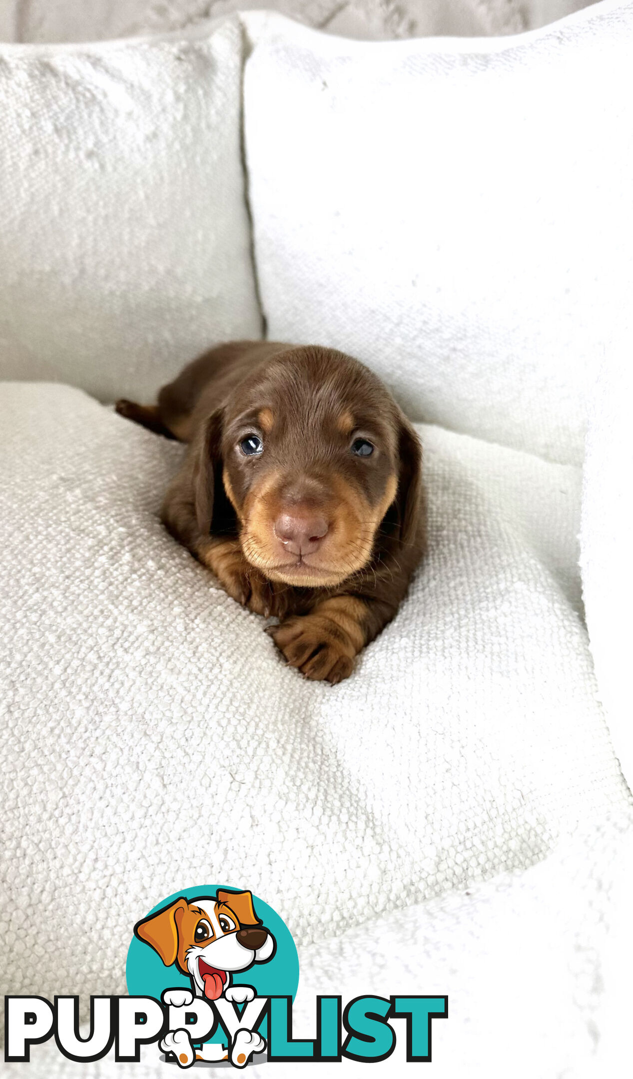 Chocolate and Tan Miniature Dachshund puppy