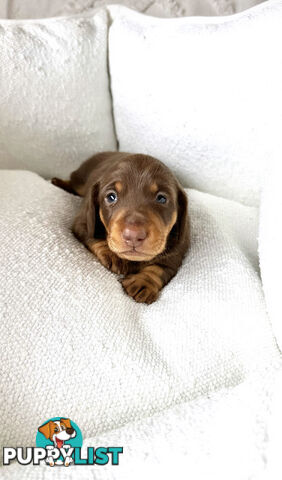 Chocolate and Tan Miniature Dachshund puppy