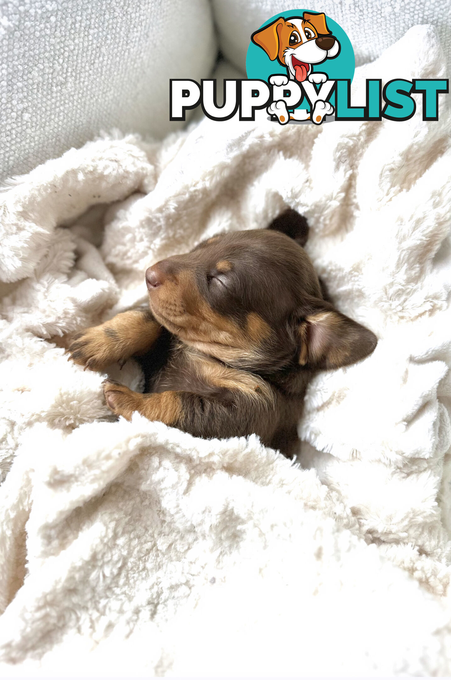 Chocolate and Tan Miniature Dachshund puppy