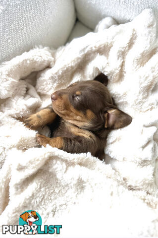 Chocolate and Tan Miniature Dachshund puppy