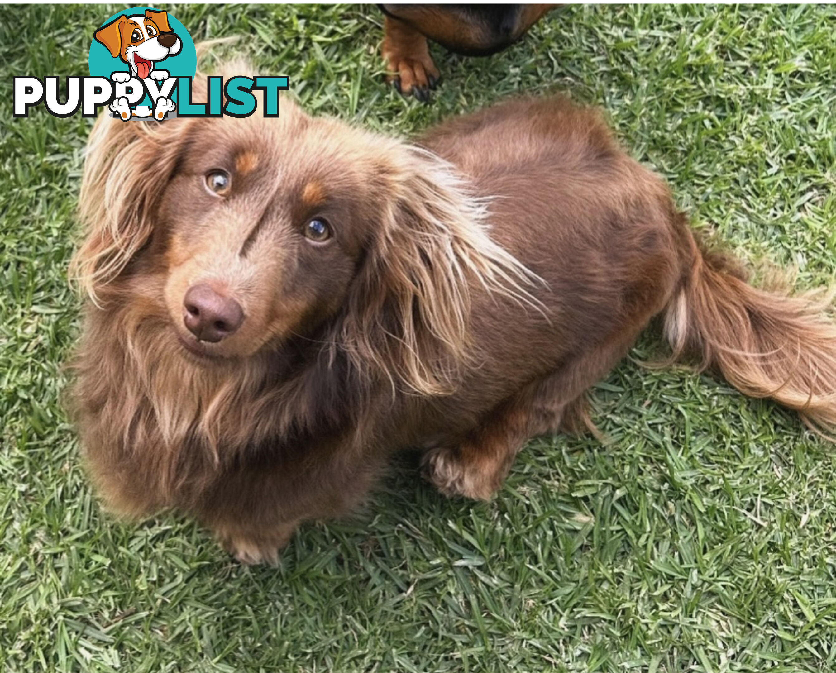 Chocolate and Tan Miniature Dachshund puppy