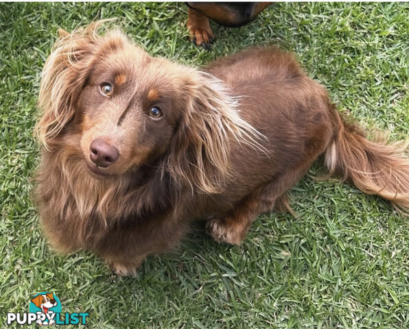 Chocolate and Tan Miniature Dachshund puppy