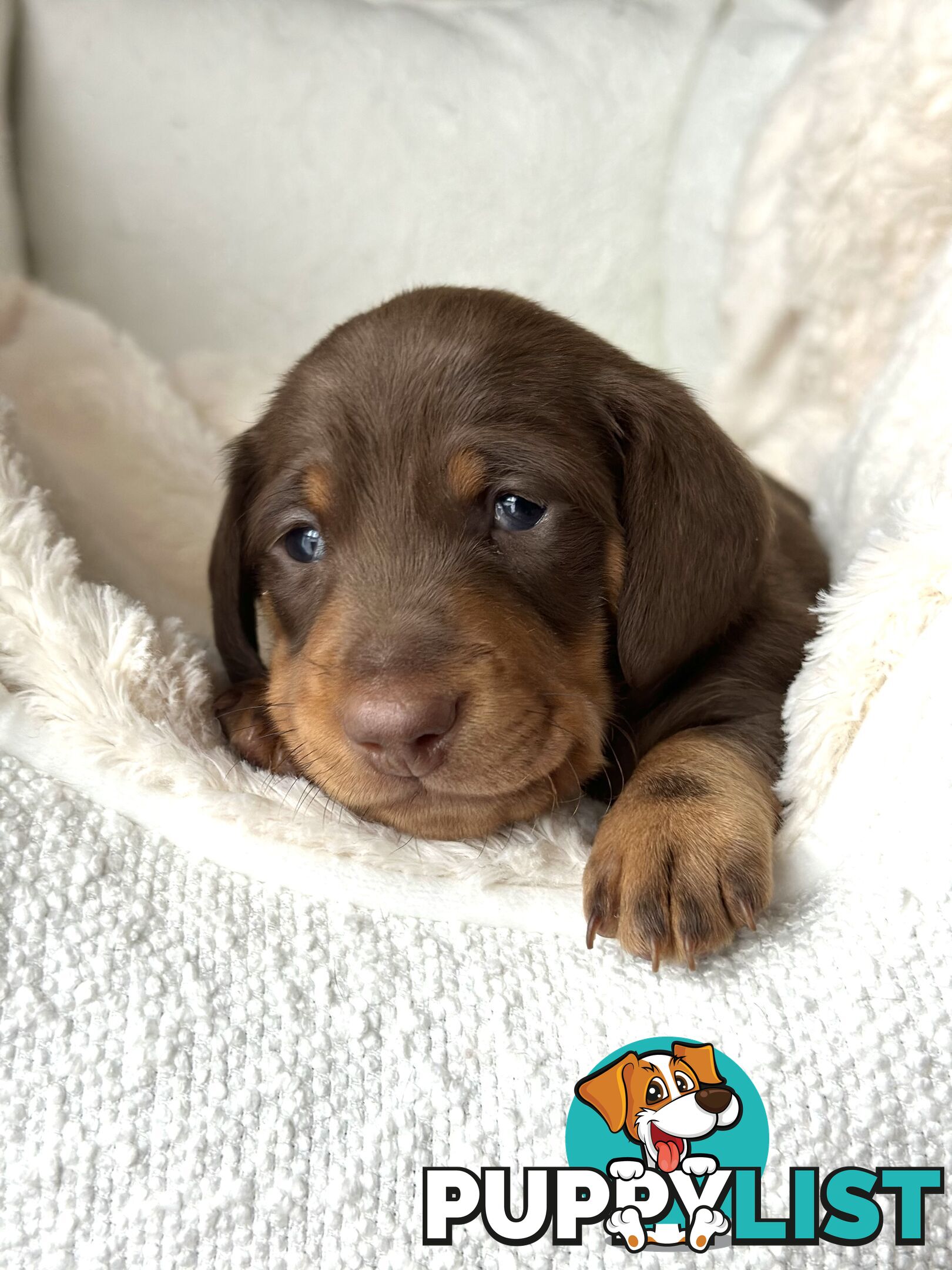 Chocolate and Tan Miniature Dachshund puppy