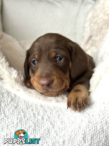 Chocolate and Tan Miniature Dachshund puppy