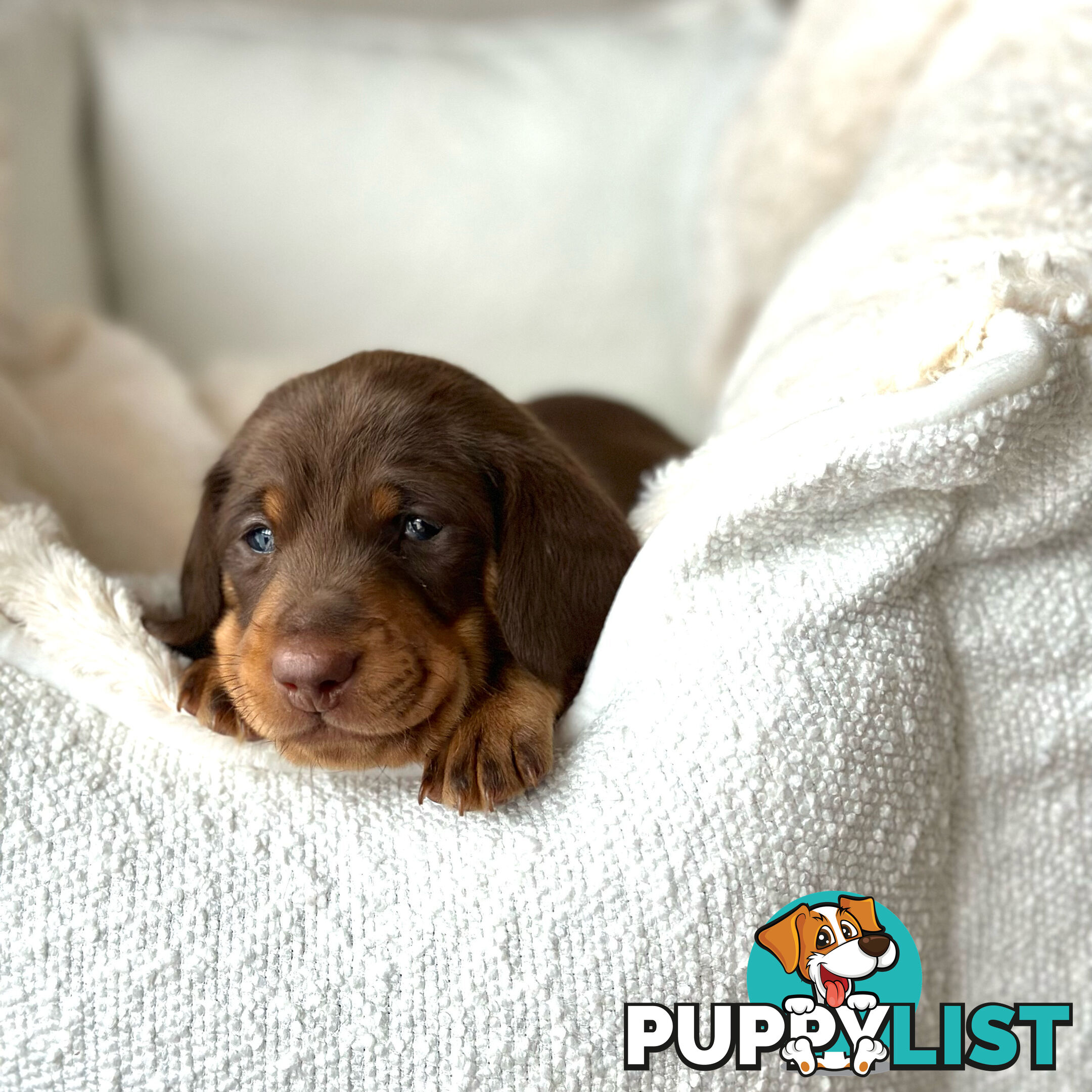 Chocolate and Tan Miniature Dachshund puppy