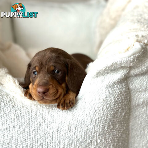 Chocolate and Tan Miniature Dachshund puppy