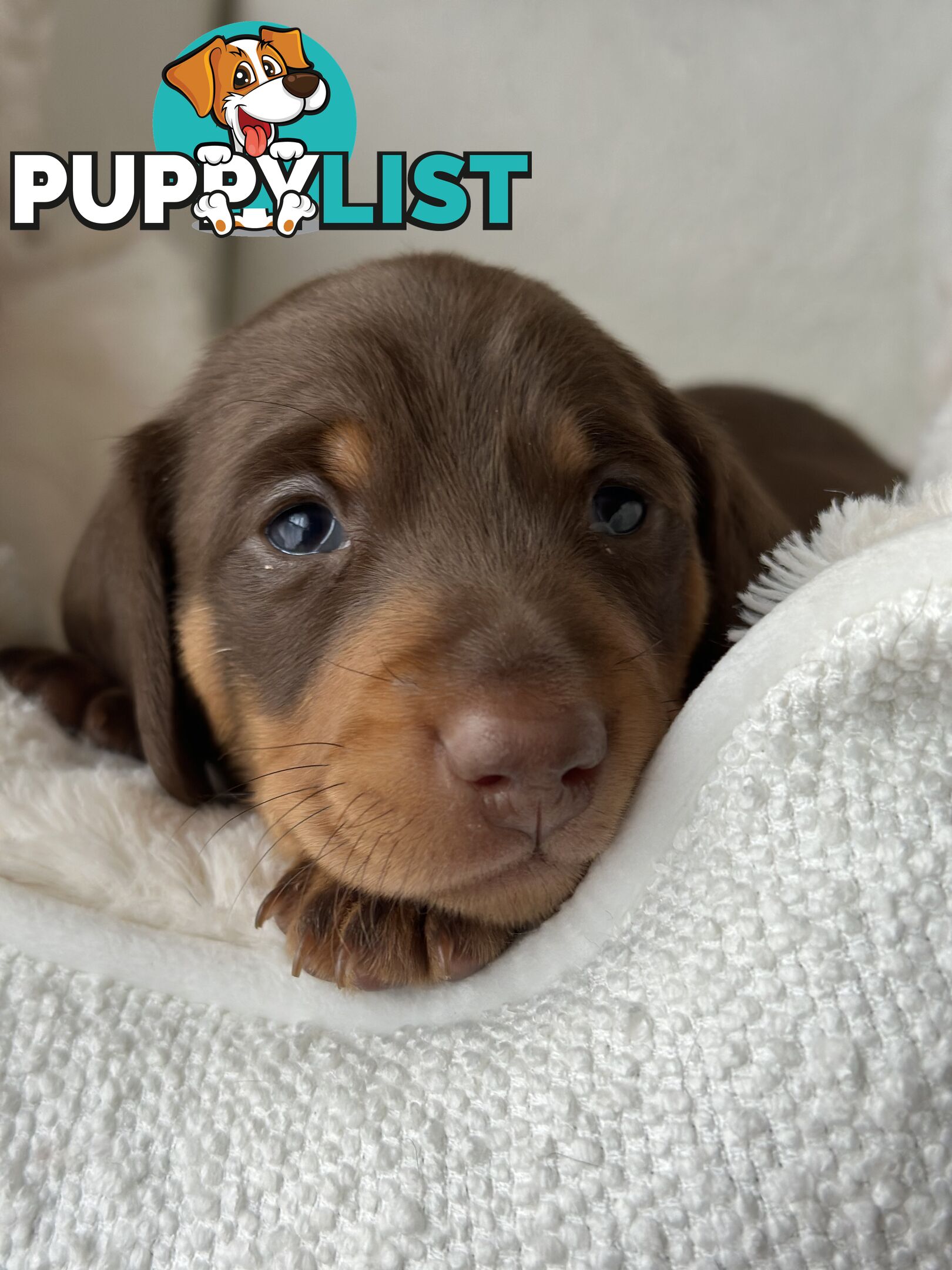 Chocolate and Tan Miniature Dachshund puppy