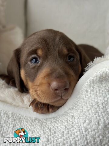 Chocolate and Tan Miniature Dachshund puppy