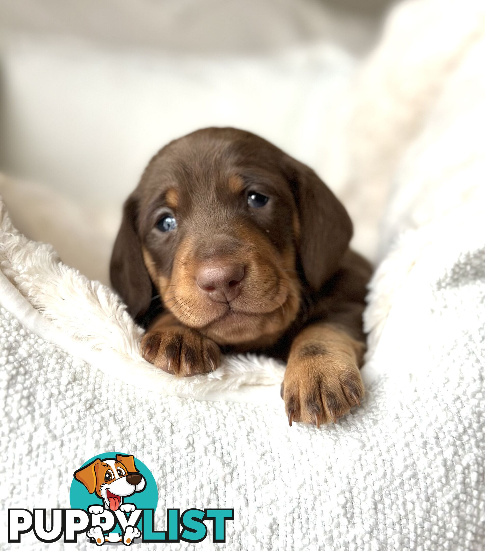 Chocolate and Tan Miniature Dachshund puppy