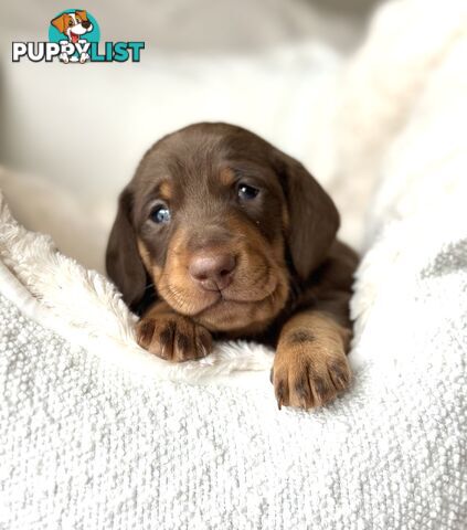 Chocolate and Tan Miniature Dachshund puppy