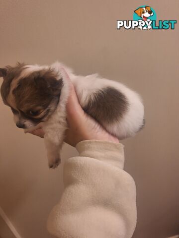 Miniature Chihuahuas