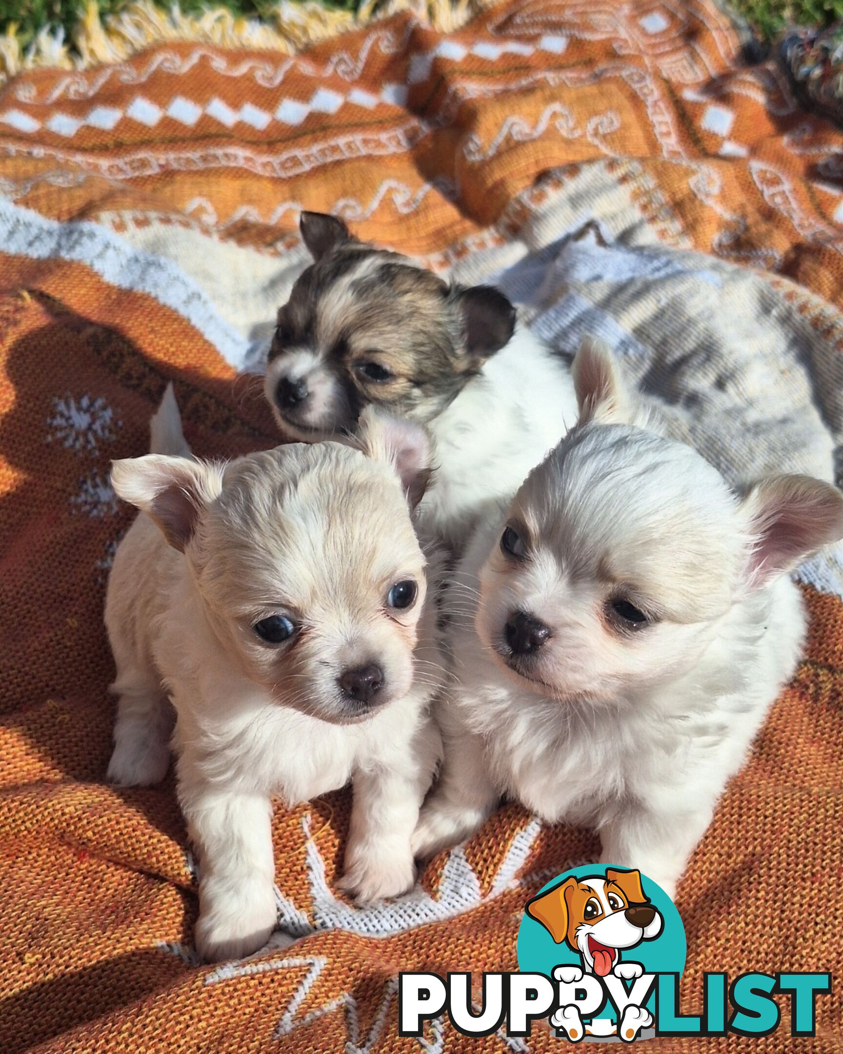 Miniature Chihuahuas