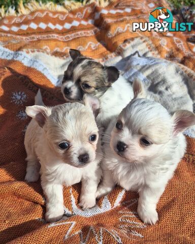 Miniature Chihuahuas