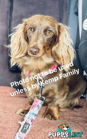 Purebred miniature dachshund puppies