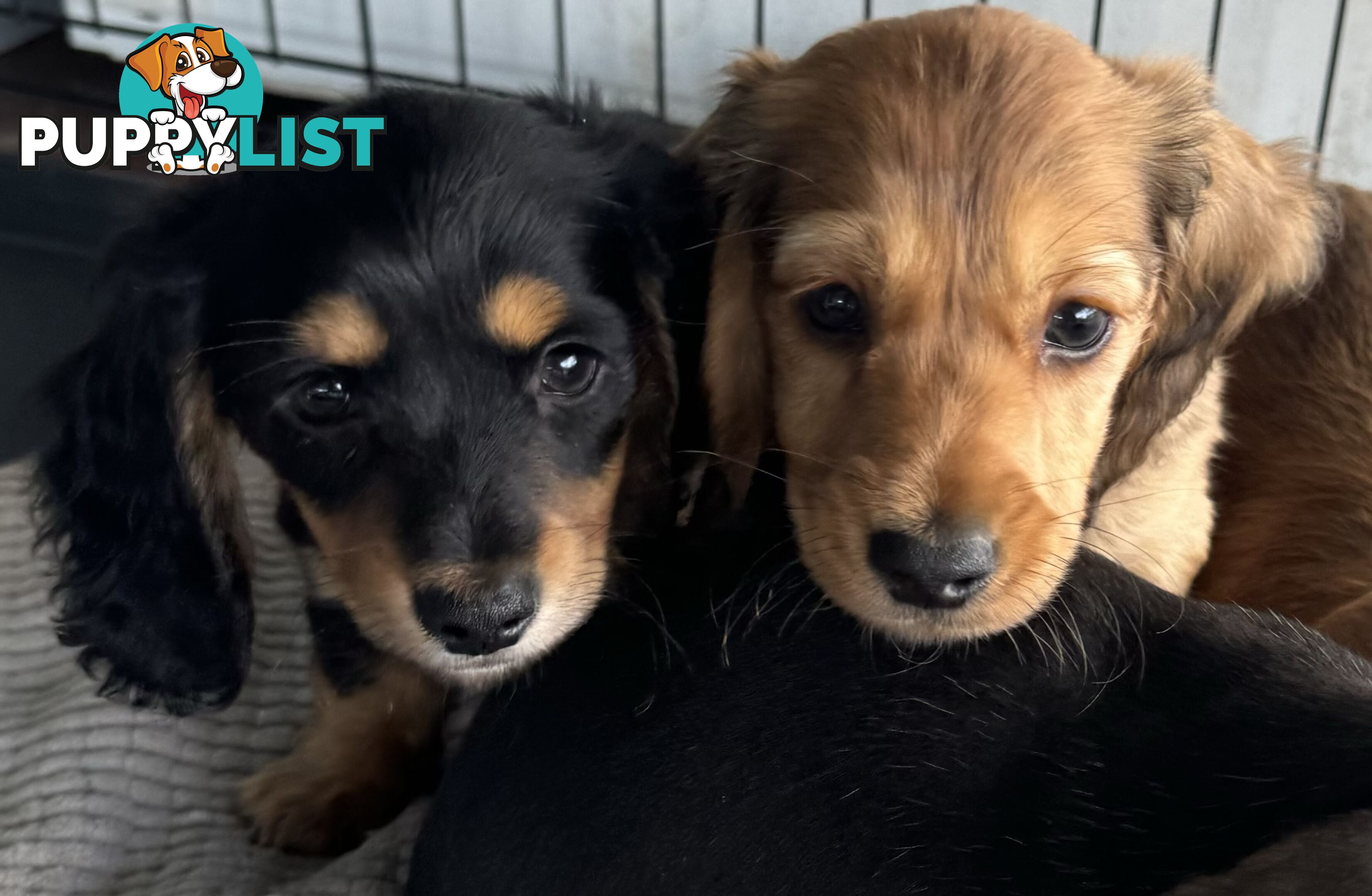 Purebred miniature dachshund puppies