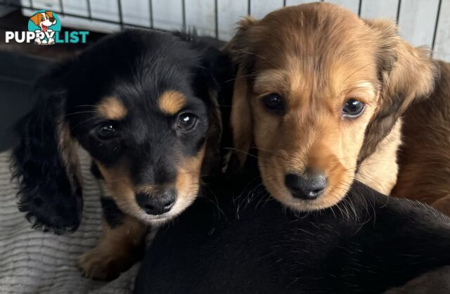 Purebred miniature dachshund puppies