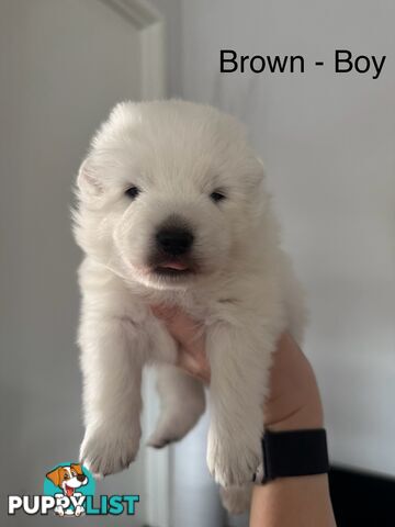 Japanese Spitz Puppies For Sale