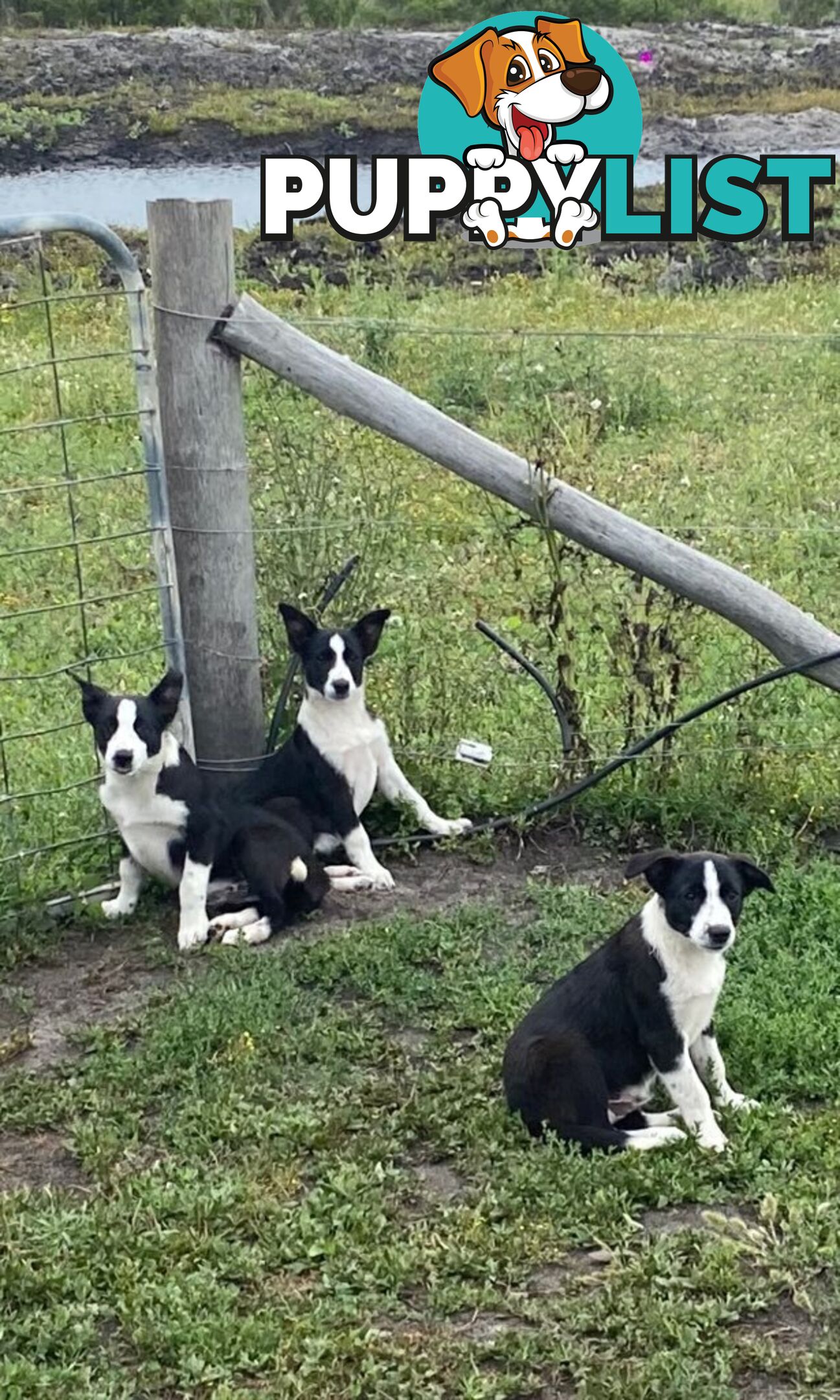 Border Collie pups