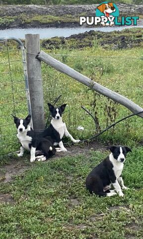 Border Collie pups