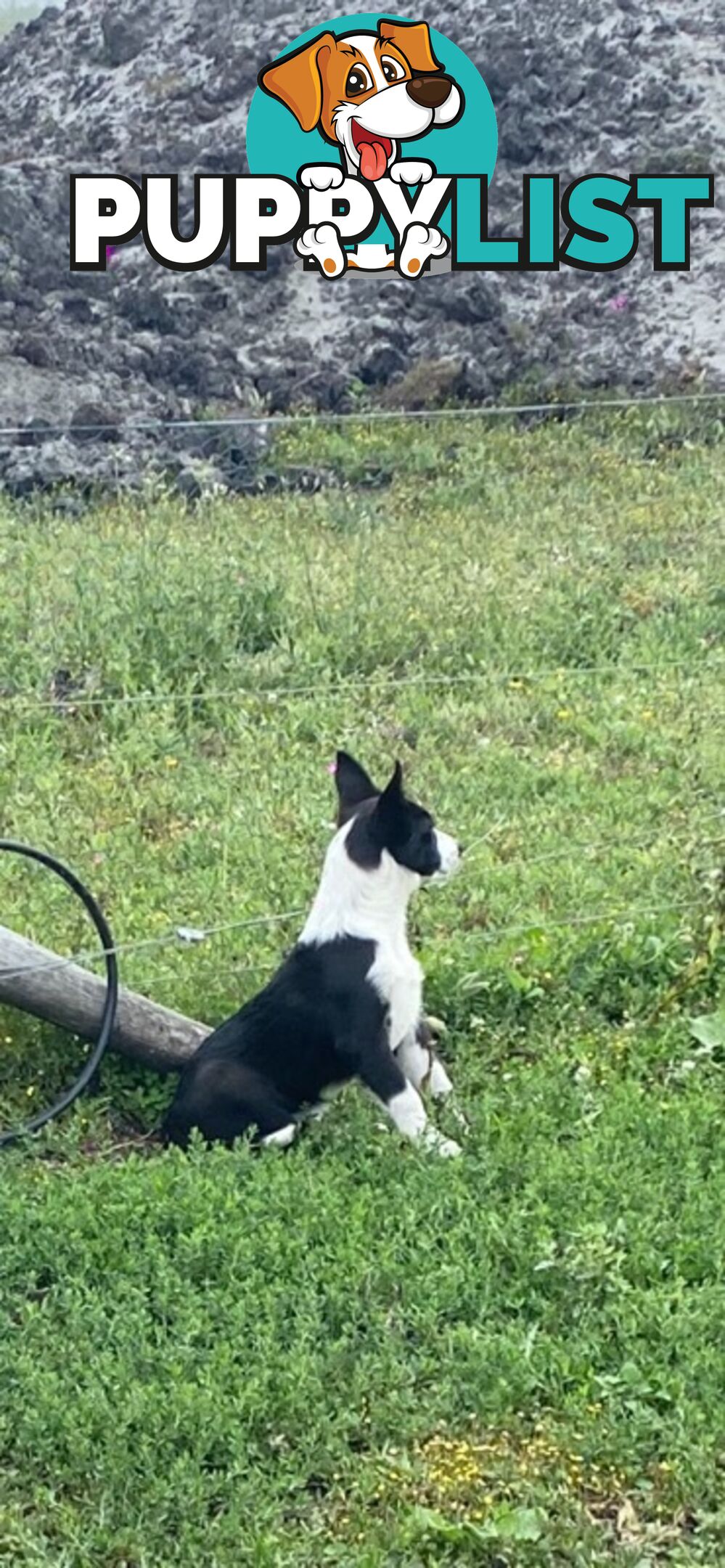 Border Collie pups