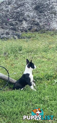 Border Collie pups