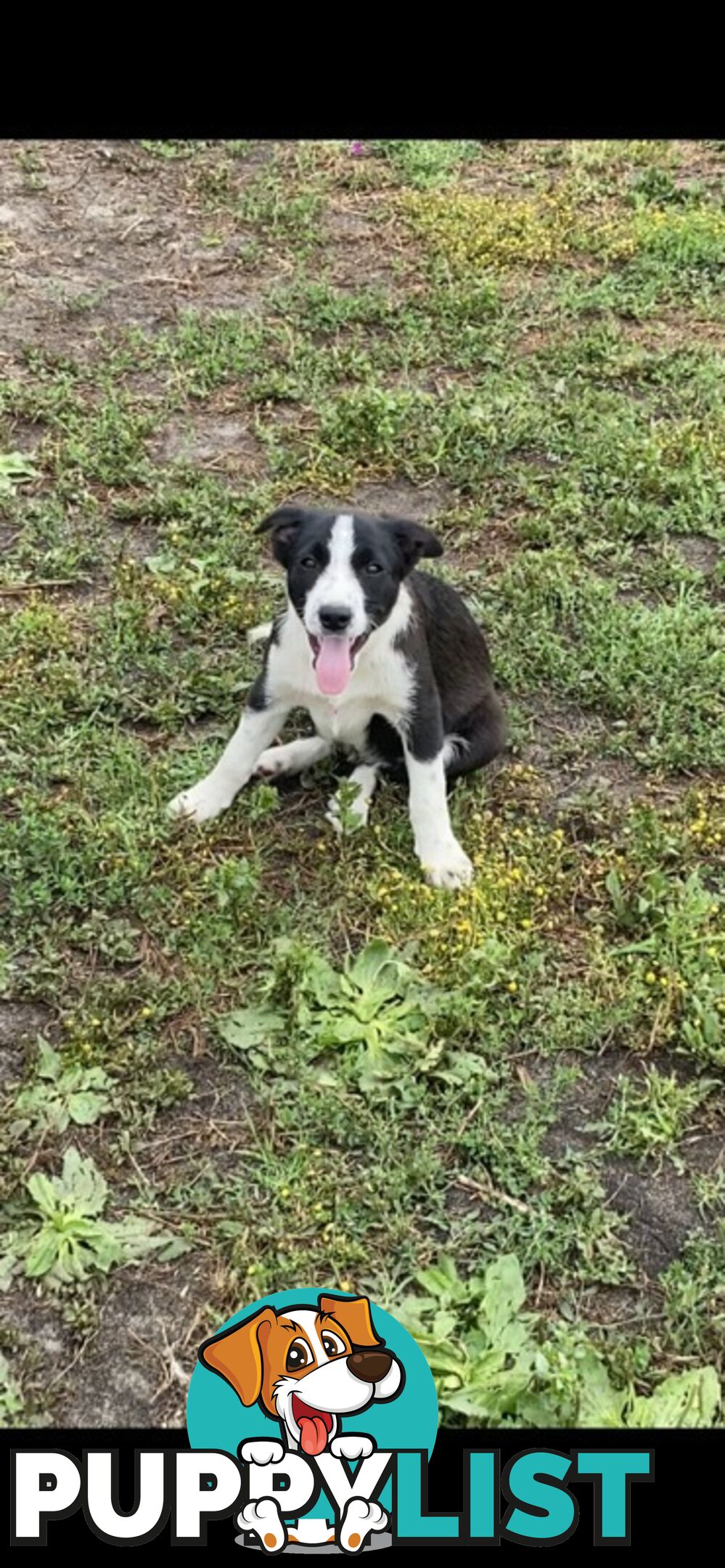 Border Collie pups