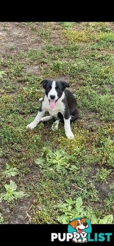 Border Collie pups