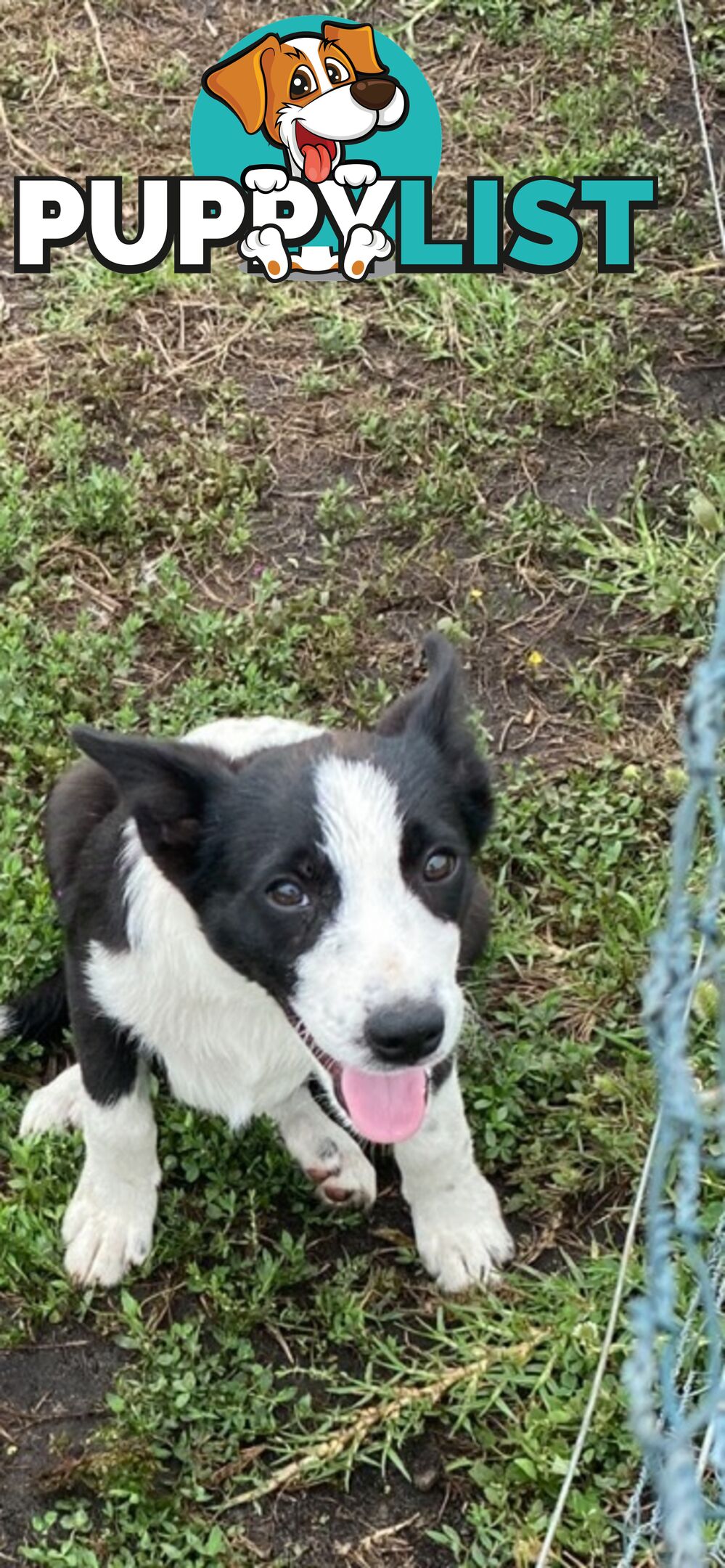 Border Collie pups