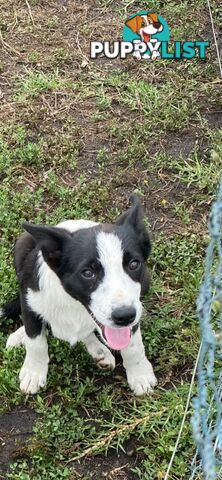 Border Collie pups