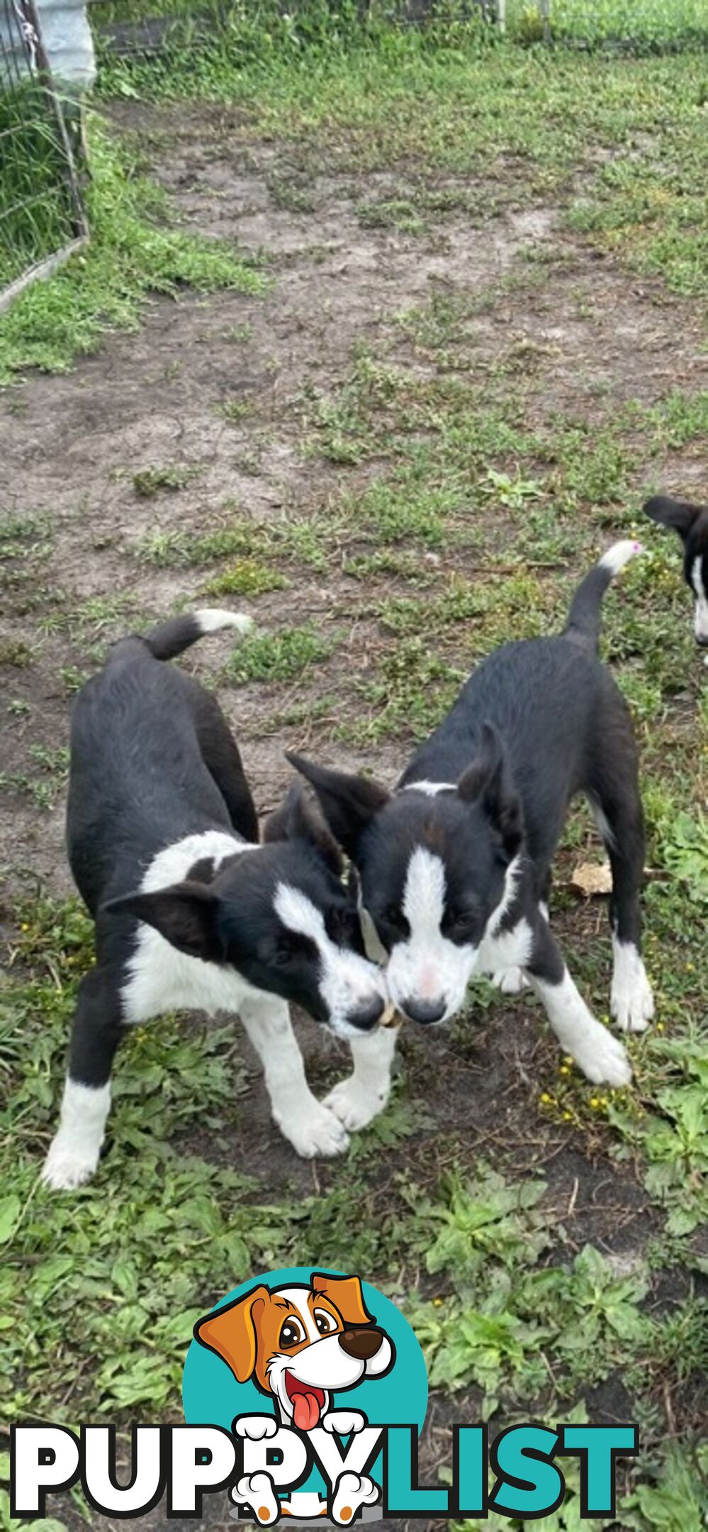 Border Collie pups