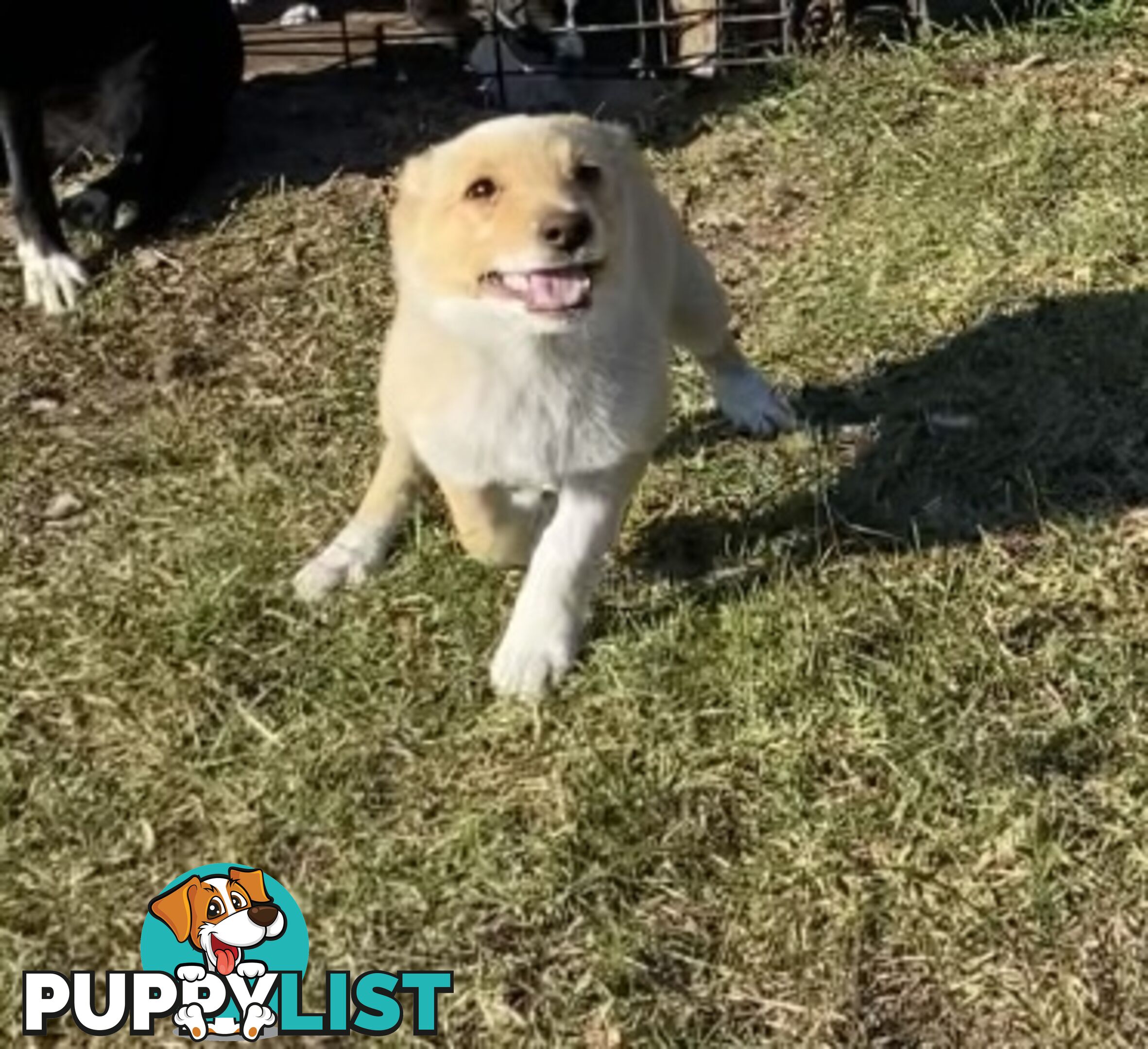 Border Collie pups