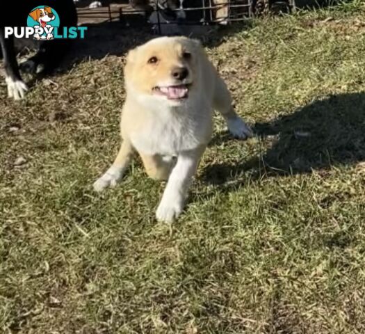 Border Collie pups