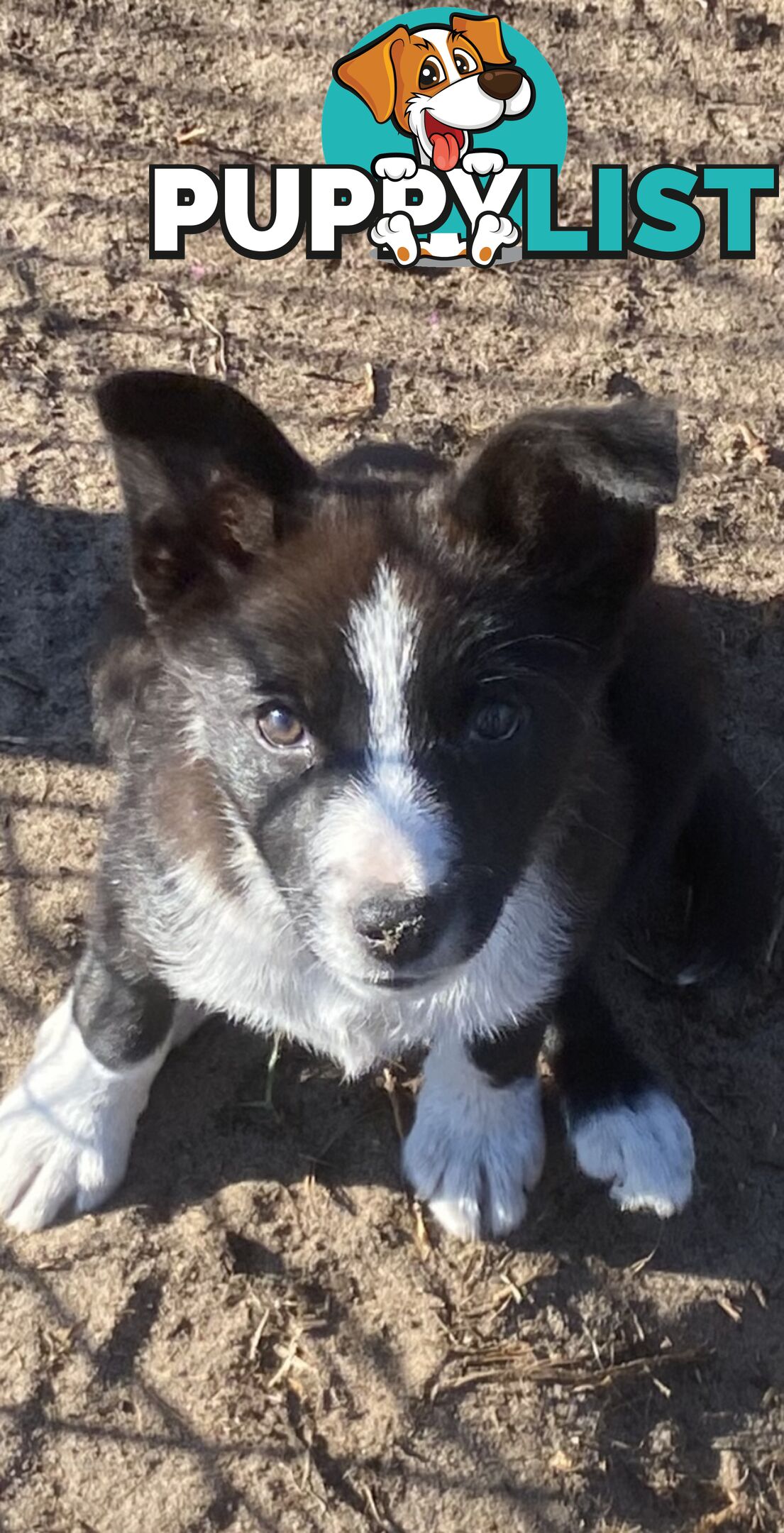 Border Collie pups