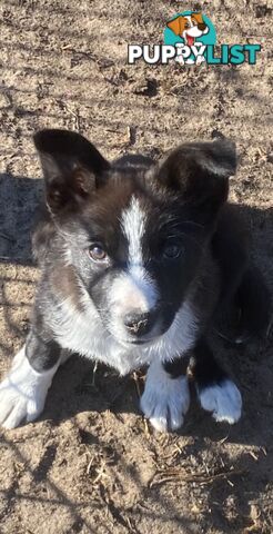 Border Collie pups