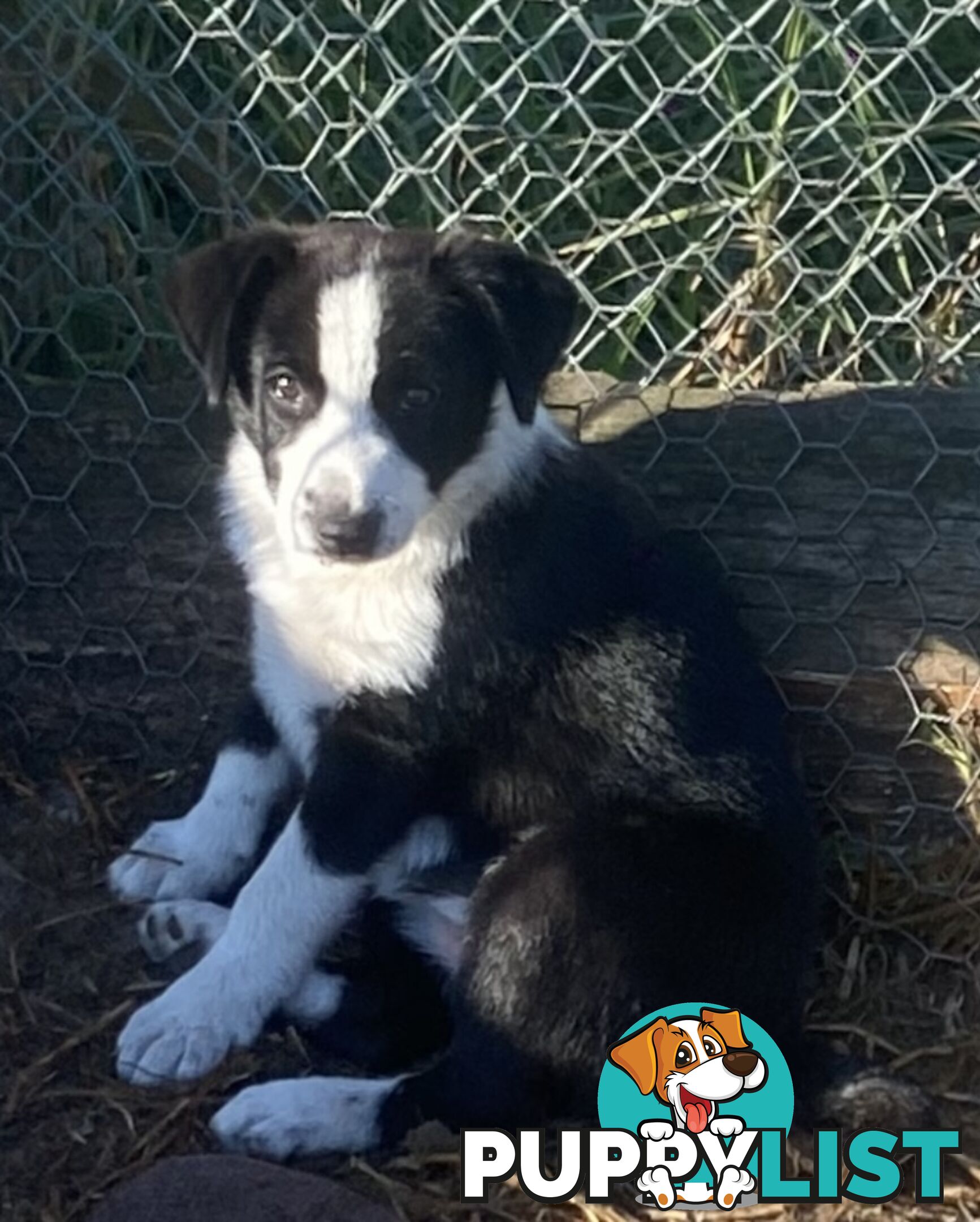 Border Collie pups